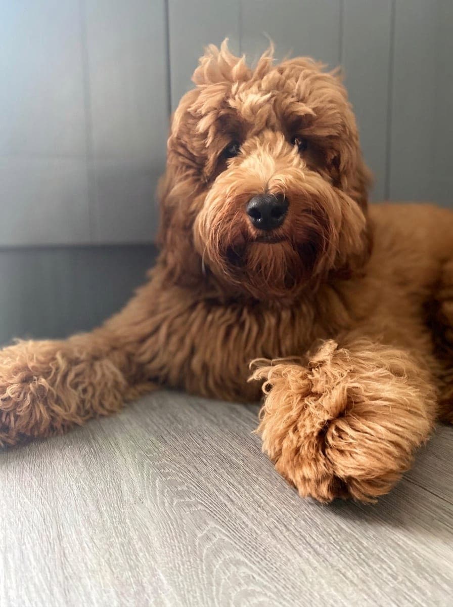 Ronnie the Sanigone dog — kept clean and fresh with Sanigone dog wipes